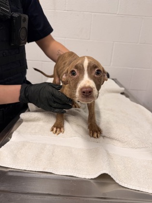 Shelter Stray Female Dog last seen Near Cloverside, 4th District, OH, 9203 Detroit Ave, Cleveland, OH 44102, USA