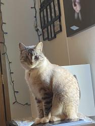 Lost Female Cat last seen Near knight street, Shoreview, MN 55126