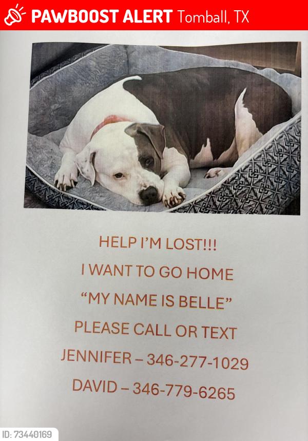 Lost Male Dog last seen Bridgewater apmts behind the H-E-B in Tomball on Graham Street, Tomball, TX 77375