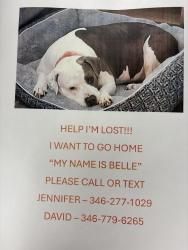 Lost Male Dog last seen Bridgewater apmts behind the H-E-B in Tomball on Graham Street, Tomball, TX 77375