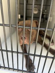 Shelter Stray Male Dog last seen Near Palm Dr., East Point, GA, 1251 Fulton Industrial Blvd NW, Atlanta, GA 30336, USA