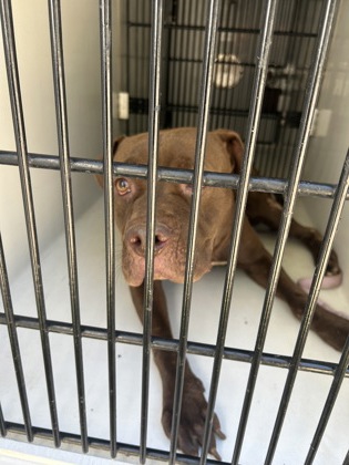 Shelter Stray Male Dog last seen Near Palm Dr., East Point, GA, 1251 Fulton Industrial Blvd NW, Atlanta, GA 30336, USA