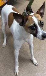 Shelter Stray Female Dog last seen Near Cobbs Ferry Drive Decatur, 30032, 30032, GA, 3280 Chamblee Dunwoody Rd, Chamblee, GA 30341, USA