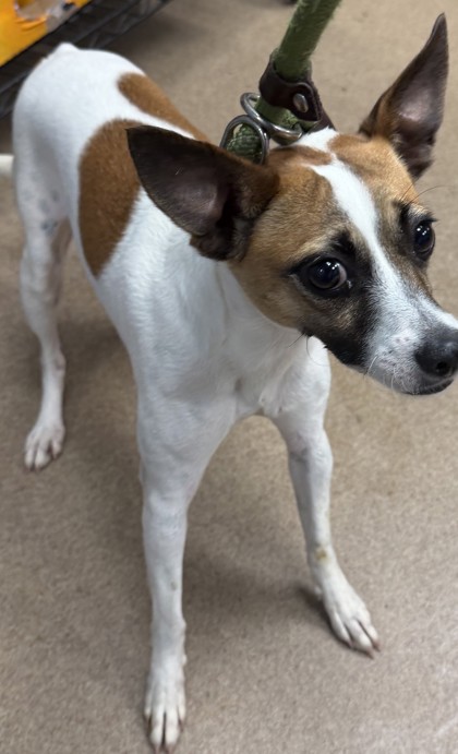 Shelter Stray Female Dog last seen Near Cobbs Ferry Drive Decatur, 30032, 30032, GA, 3280 Chamblee Dunwoody Rd, Chamblee, GA 30341, USA
