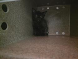 Shelter Stray Male Cat last seen Near Cambridge Dr, 75149, TX, 1650 Gross Rd, Mesquite, TX 75149, USA