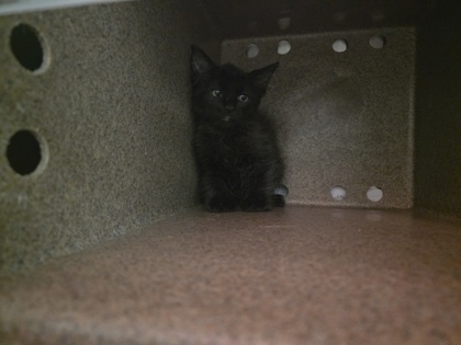 Shelter Stray Male Cat last seen Near Cambridge Dr, 75149, TX, 1650 Gross Rd, Mesquite, TX 75149, USA