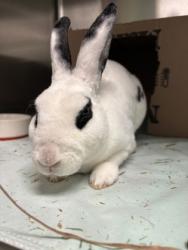 Shelter Stray Male Rabbit last seen bartlett St, Oakland, CA, 1101 29th Ave, Oakland, CA 94601, USA