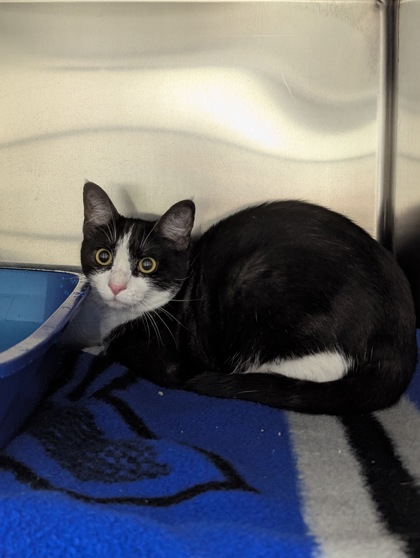 Shelter Stray Female Cat last seen Near Penny Ln., Roanoke, TX, 330 Rufe Snow Dr, Keller, TX 76248, USA