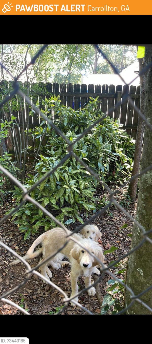 Found/Stray Unknown Dog last seen Stewart Street and Sims Street, Carrollton, GA 30117