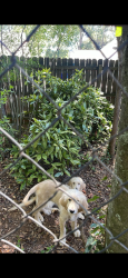 Found/Stray Unknown Dog last seen Stewart Street and Sims Street, Carrollton, GA 30117