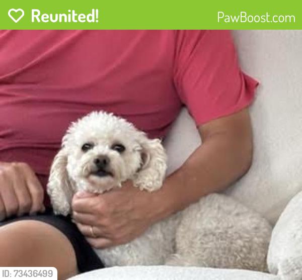 Reunited Female Dog last seen Jemez and Hidalgo, San Diego, CA 92117