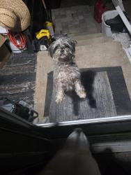 Found/Stray Male Dog last seen Larimore, Spanish Lake, MO 63138
