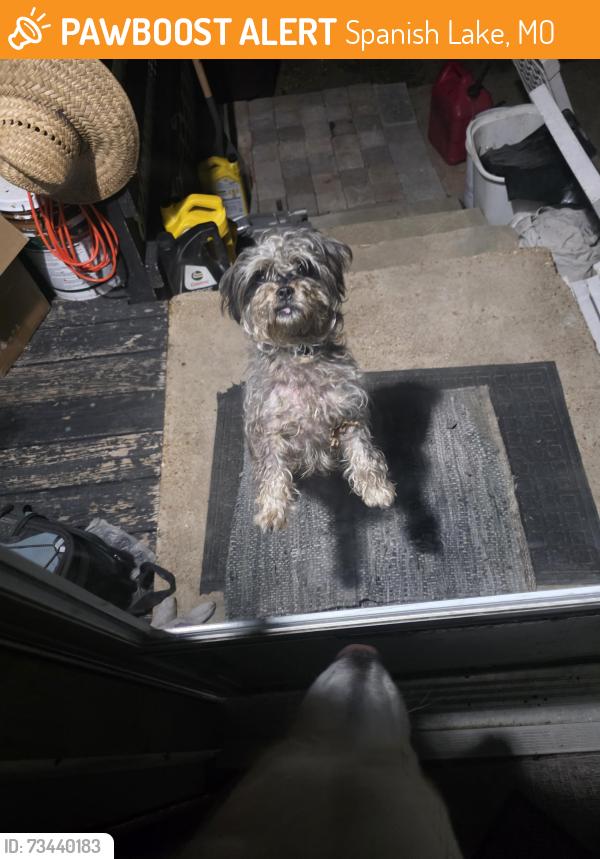 Found/Stray Male Dog last seen Larimore, Spanish Lake, MO 63138