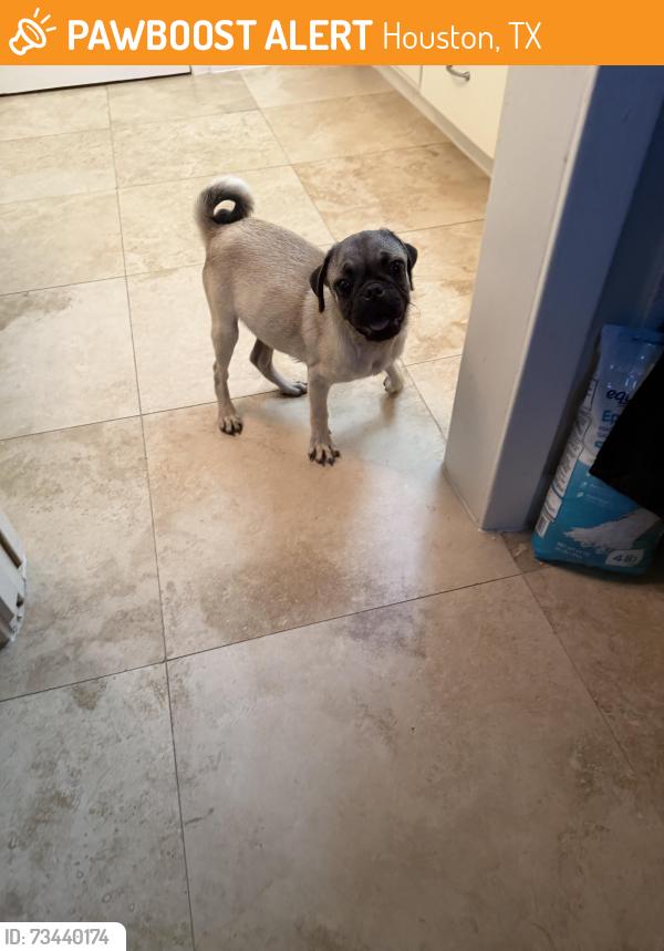 Found/Stray Male Dog last seen Sylmar rd and Hilcroft, Houston, TX 77081