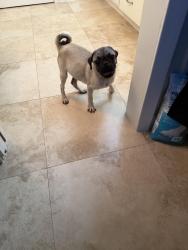 Found/Stray Male Dog last seen Sylmar rd and Hilcroft, Houston, TX 77081