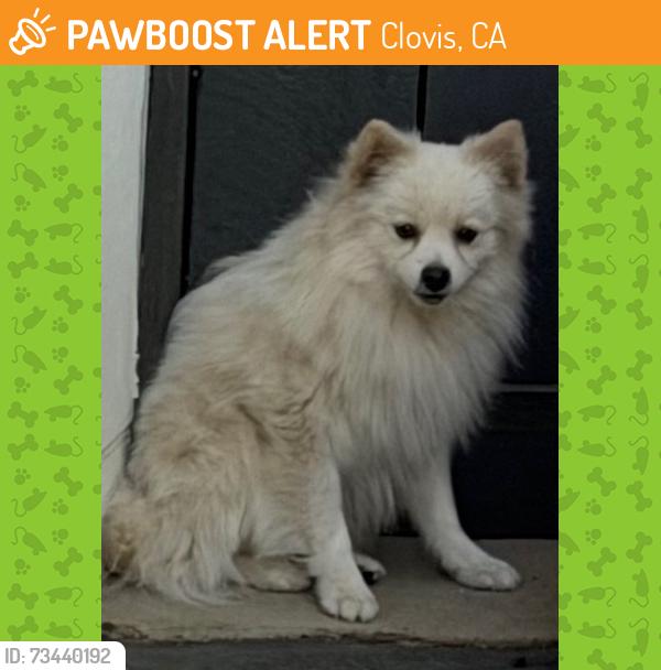 Found/Stray Male Dog last seen Highland/Tollhouse, Clovis, CA 93619