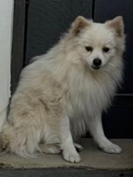 Found/Stray Male Dog last seen Highland/Tollhouse, Clovis, CA 93619