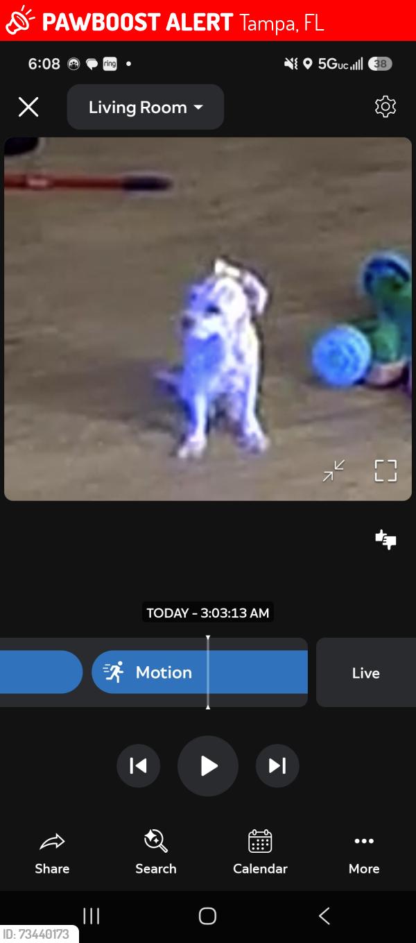 Lost Female Dog last seen Deerpath on the lake apmts, Tampa, FL 33612
