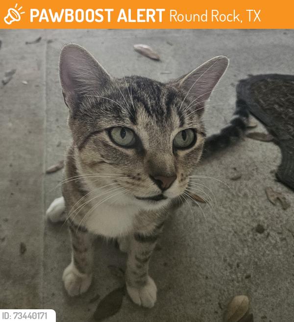 Found/Stray Unknown Cat last seen Round Rock Ranch, Round Rock, TX 78664