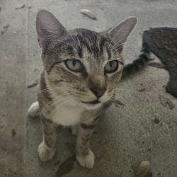 Found/Stray Unknown Cat last seen Round Rock Ranch, Round Rock, TX 78664