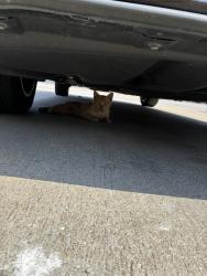 Lost Unknown Cat last seen Home depot, Houston, TX 77040