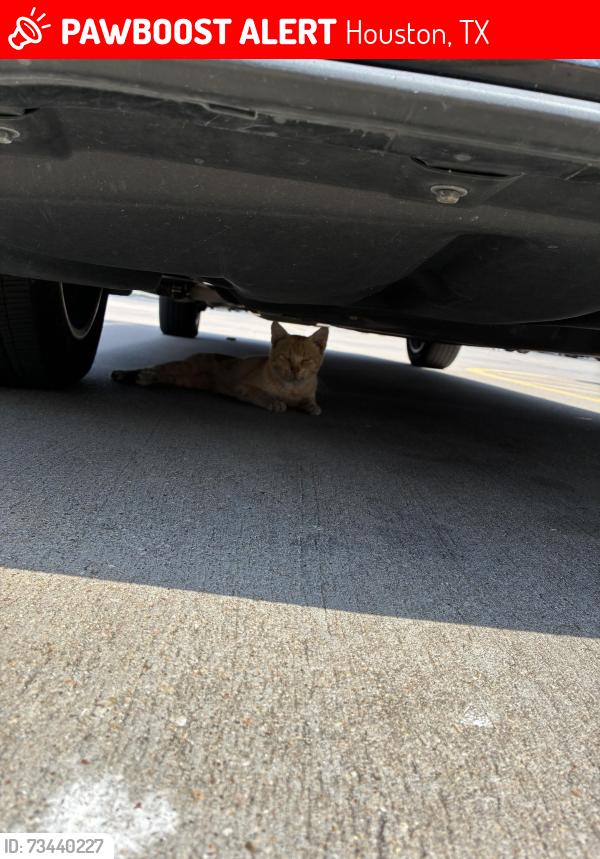 Lost Unknown Cat last seen Home depot, Houston, TX 77040