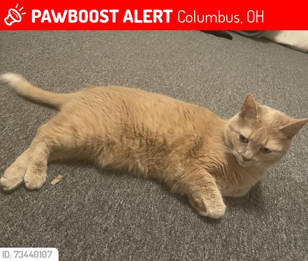 Lost Female Cat last seen Livingston and Champion, Columbus, OH 43205