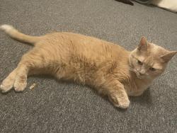 Lost Female Cat last seen Livingston and Champion, Columbus, OH 43205