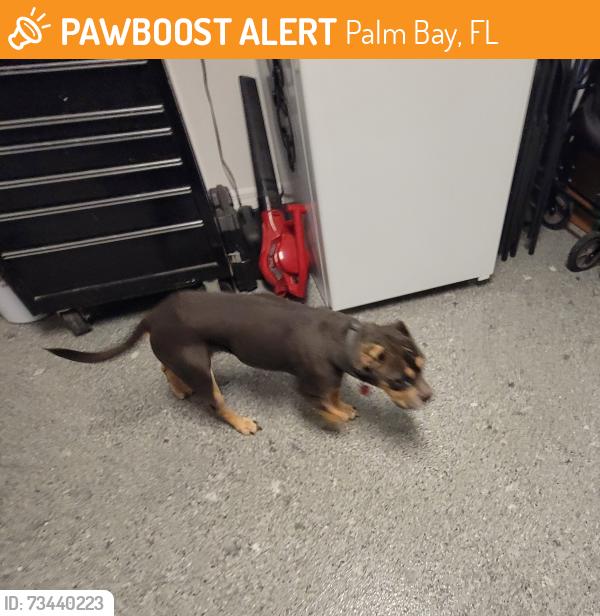 Found/Stray Female Dog last seen Harlingen Road SW, Palm Bay, FL 32908