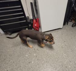 Found/Stray Female Dog last seen Harlingen Road SW, Palm Bay, FL 32908