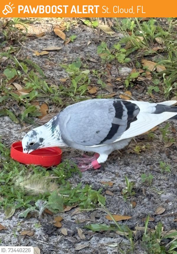 Found/Stray Unknown Bird last seen Chisholm Park and 192 / pavilion, St. Cloud, FL 34771