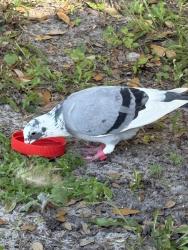 Found/Stray Unknown Bird last seen Chisholm Park and 192 / pavilion, St. Cloud, FL 34771
