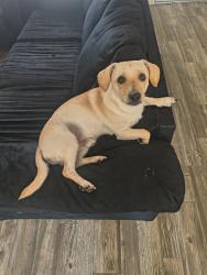 Found/Stray Male Dog last seen Near Lemon Ave, La Mesa, CA 91941