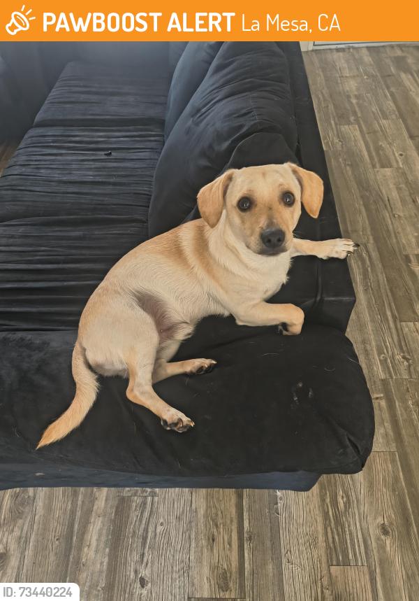 Found/Stray Male Dog last seen Near Lemon Ave, La Mesa, CA 91941