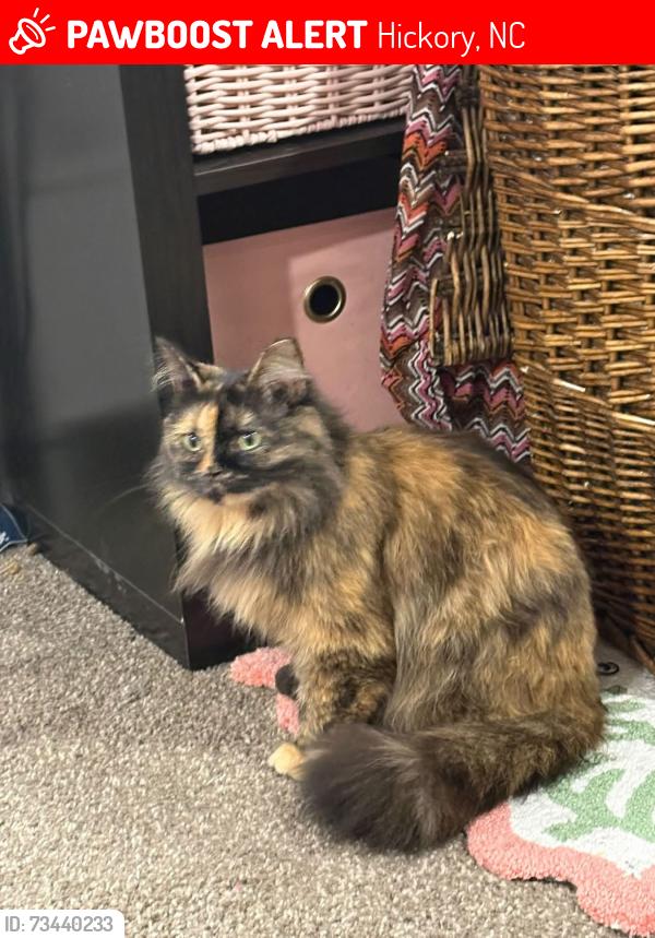 Lost Female Cat last seen Motel 6 on US-70, Hickory, NC 28602