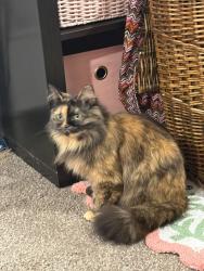 Lost Female Cat last seen Motel 6 on US-70, Hickory, NC 28602