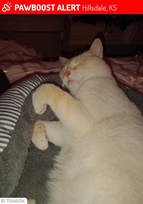 Lost Male Cat last seen Lincoln and kansas city road, Hillsdale, KS 66071