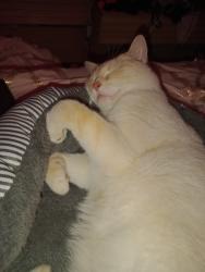 Lost Male Cat last seen Lincoln and kansas city road, Hillsdale, KS 66071