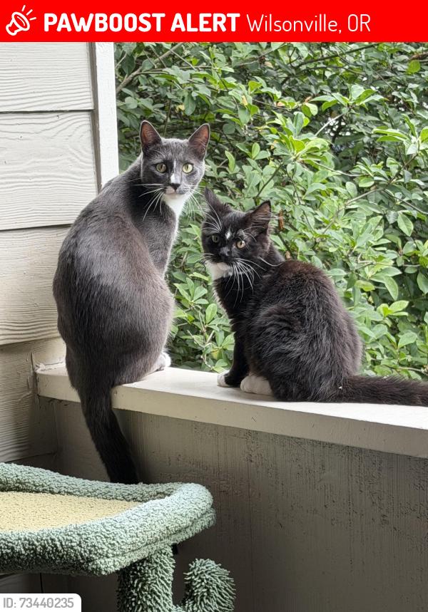 Lost Male Cat last seen Wilsonville Rd. Boeckman., Wilsonville, OR 97070