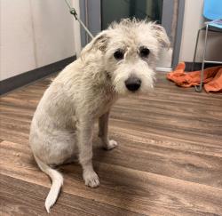 Shelter Stray Male Dog last seen 40th Street, San Diego, CA, 92105, 5500 Gaines St, San Diego, CA 92110, USA