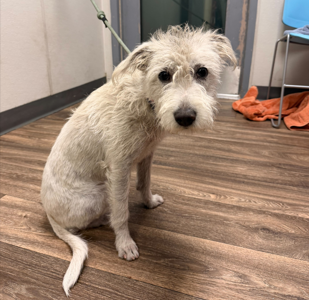 Shelter Stray Male Dog last seen 40th Street, San Diego, CA, 92105, 5500 Gaines St, San Diego, CA 92110, USA