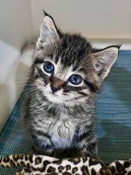 Shelter Stray Female Cat last seen Balboa Park, San Diego, CA, 92103, 5500 Gaines St, San Diego, CA 92110, USA