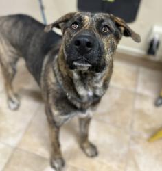 Shelter Stray Male Dog last seen SE 148th & SE Division st, PORTLAND, OR, 97266, 1700 W Historic Columbia River Hwy, Troutdale, OR 97060, USA