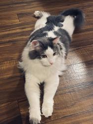 Lost Male Cat last seen Overland, Boise, ID 83705