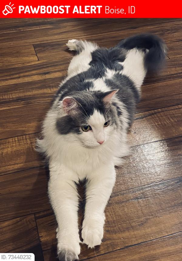 Lost Male Cat last seen Overland, Boise, ID 83705