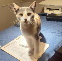 Shelter Stray Female Cat last seen Elsie Street, SAN LEANDRO, CA, 94577, 8323 Baldwin St, Oakland, CA 94621, USA