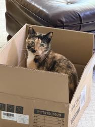Lost Female Cat last seen S 48th St and Tacoma Ave, Tacoma, WA 98408