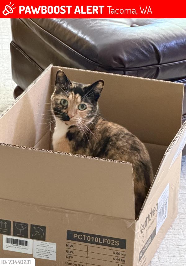 Lost Female Cat last seen S 48th St and Tacoma Ave, Tacoma, WA 98408