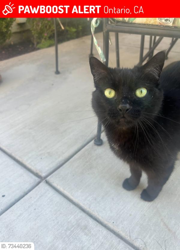 Lost Female Cat last seen Haven and Creekside dr., Ontario, CA 91761