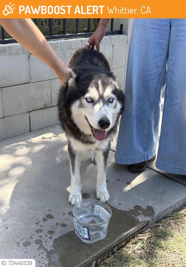 Found/Stray Male Dog last seen Mulberry and Cole Rd, Whittier, CA 90602